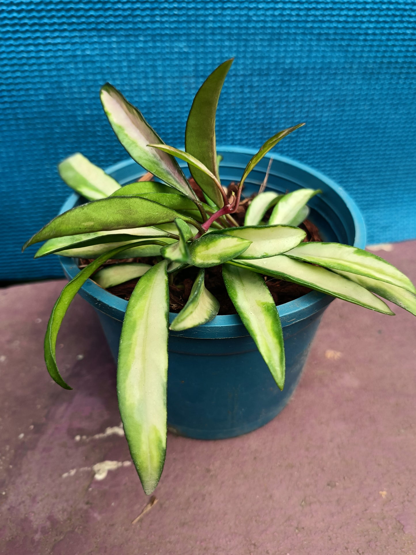 Hoya Kentiana Variegated