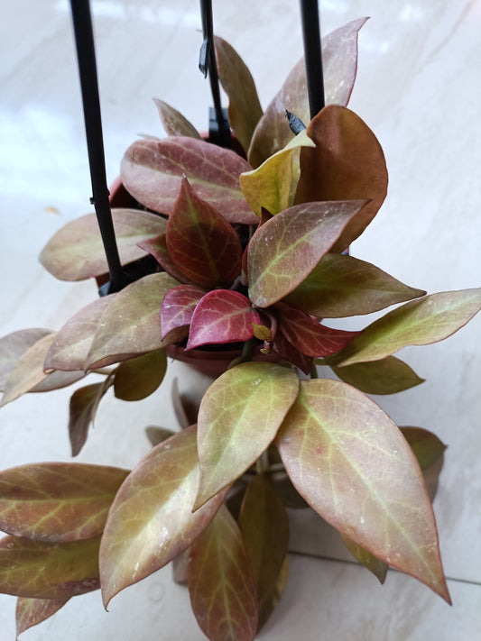 Hoya Sunrise Sun Stressed  with 6 - 10 peduncle.