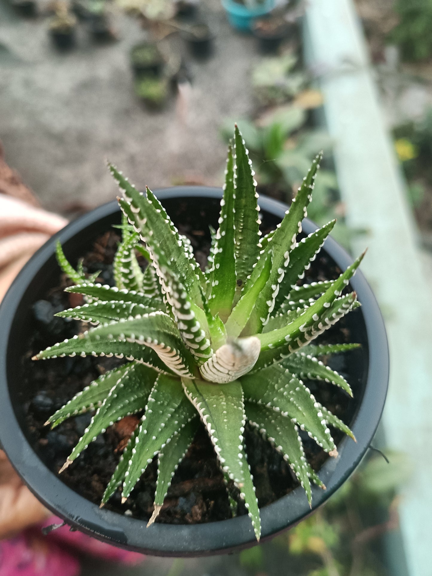 Haworthia lime