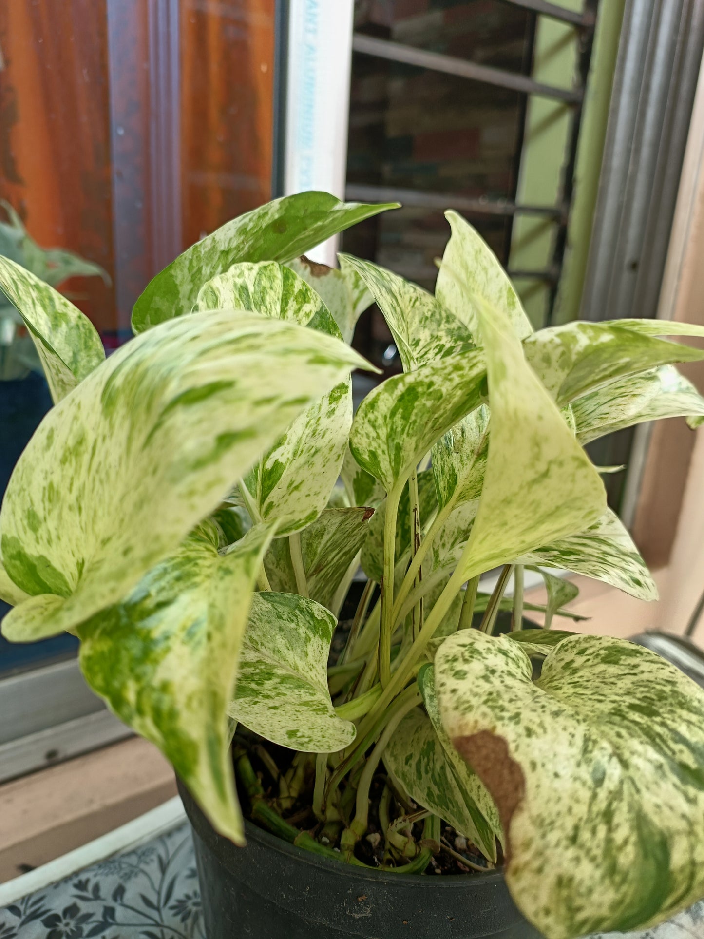 Marble Money Plant