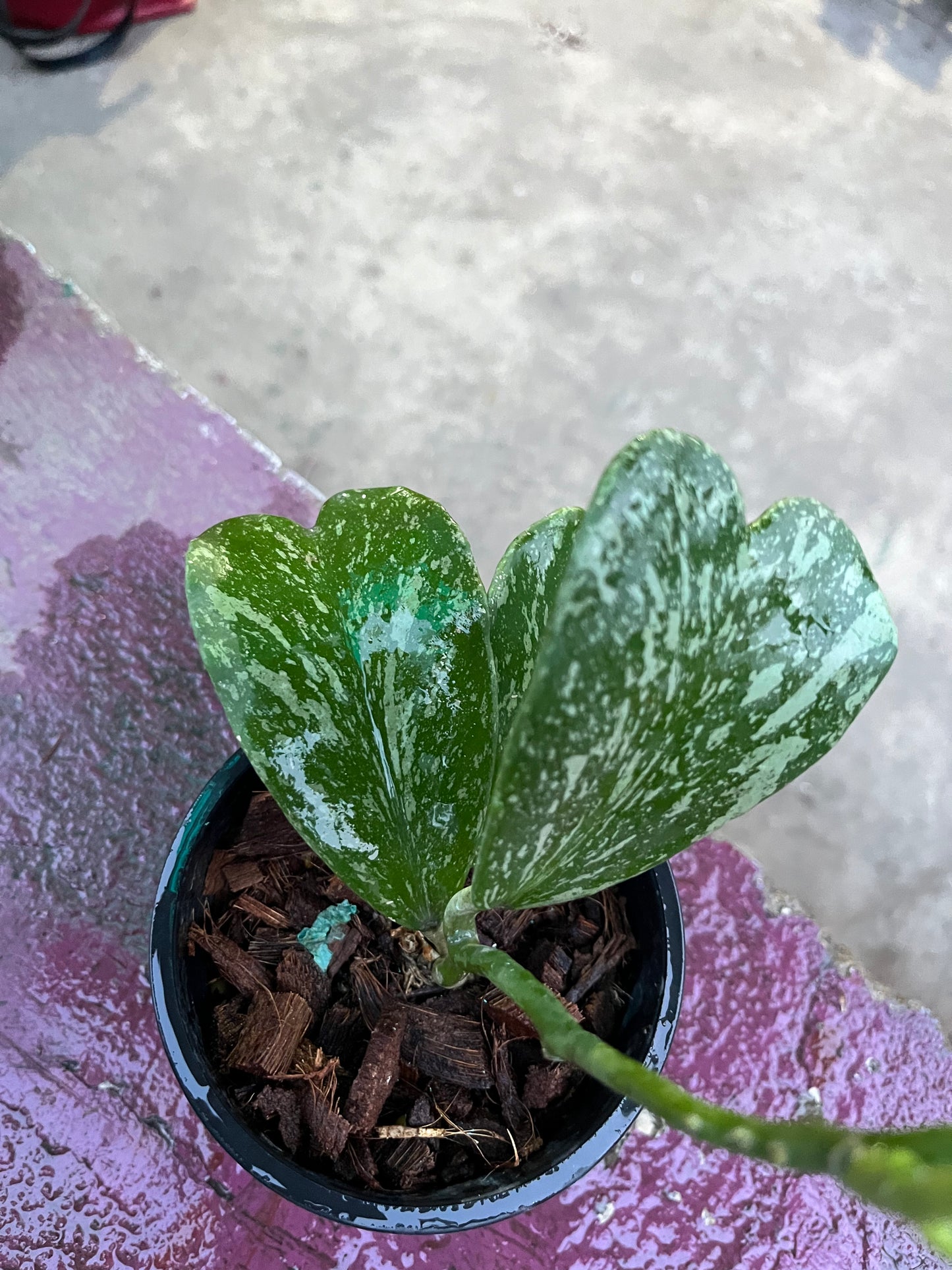 Hoya Kerrii Splash