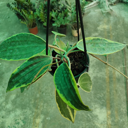 Hoya Macrophylla