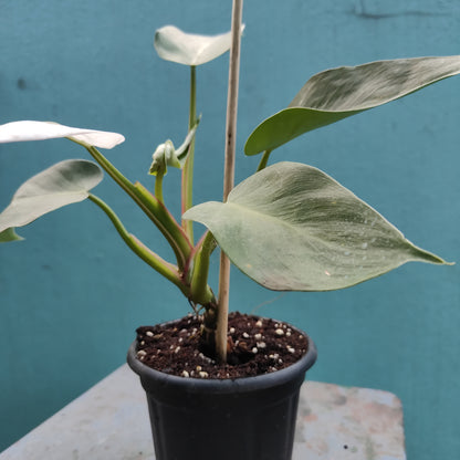 Philodendron White Princess