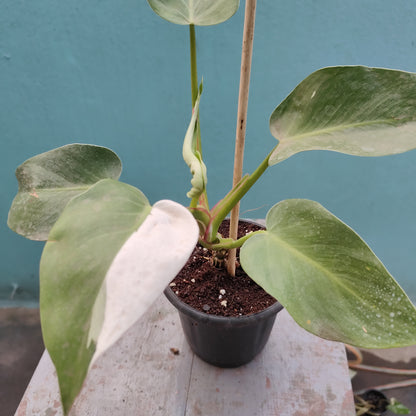 Philodendron White Princess