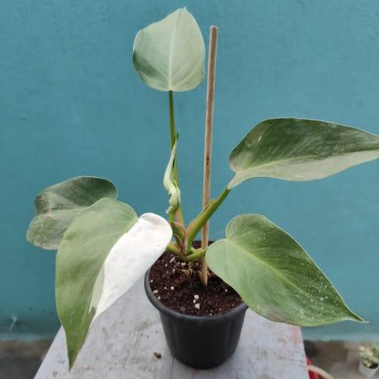 Philodendron White Princess