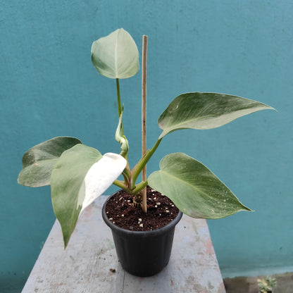 Philodendron White Princess