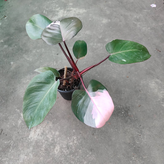 Philodendron Pink Princess