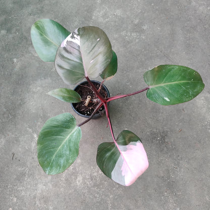 Philodendron Pink Princess