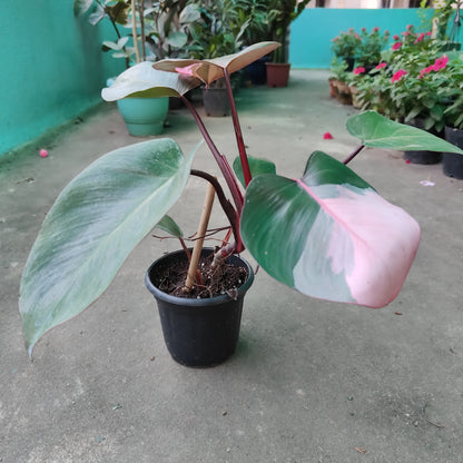 Philodendron Pink Princess