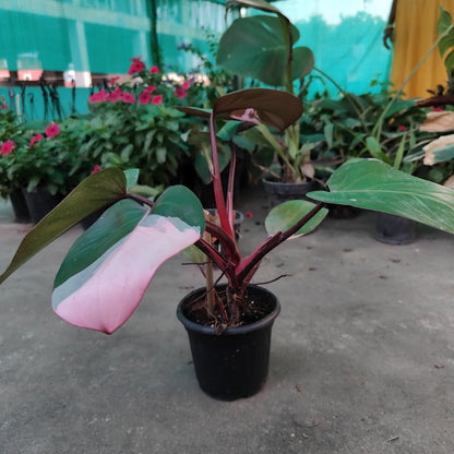 Philodendron Pink Princess