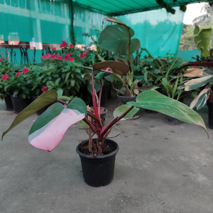 Philodendron Pink Princess