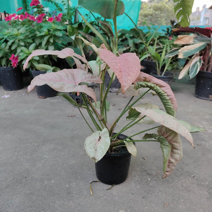 Singonium Pink - Indoor Plant