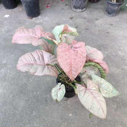 Singonium Pink - Indoor Plant