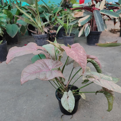 Singonium Pink - Indoor Plant