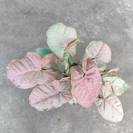 Singonium Pink - Indoor Plant