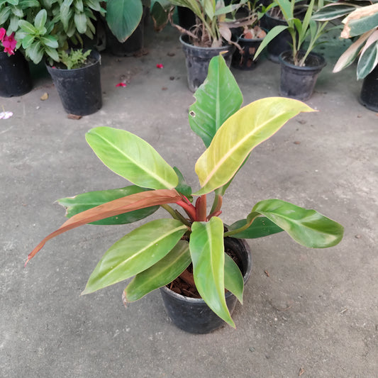 Philodendron orange