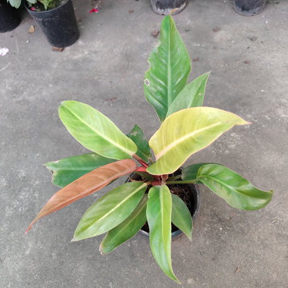 Philodendron orange