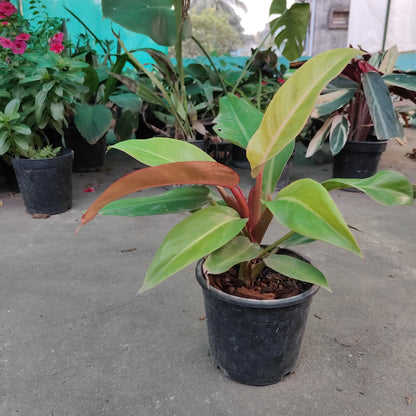 Philodendron orange