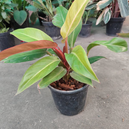 Philodendron orange