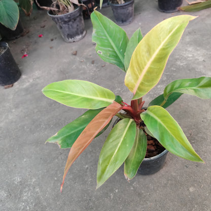 Philodendron orange