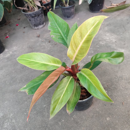 Philodendron orange