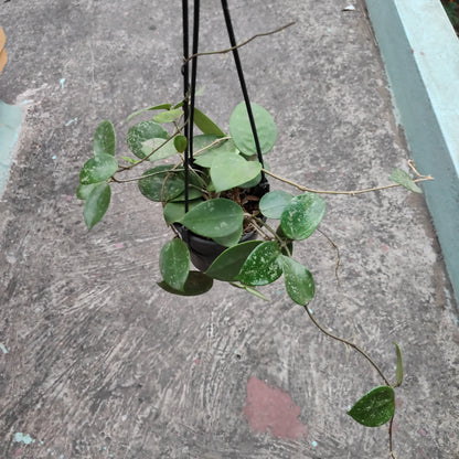 Hoya Parasitica Splash / Heart Leaves