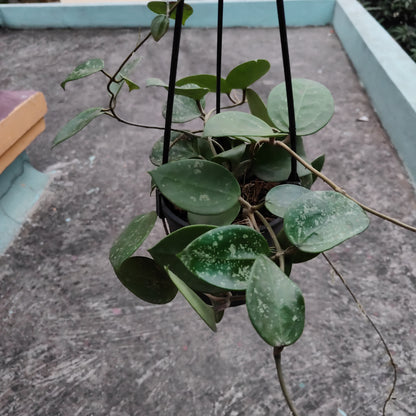Hoya Parasitica Splash / Heart Leaves