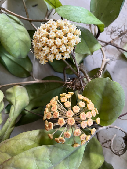 Hoya Viola