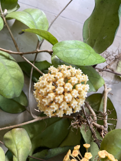 Hoya Viola
