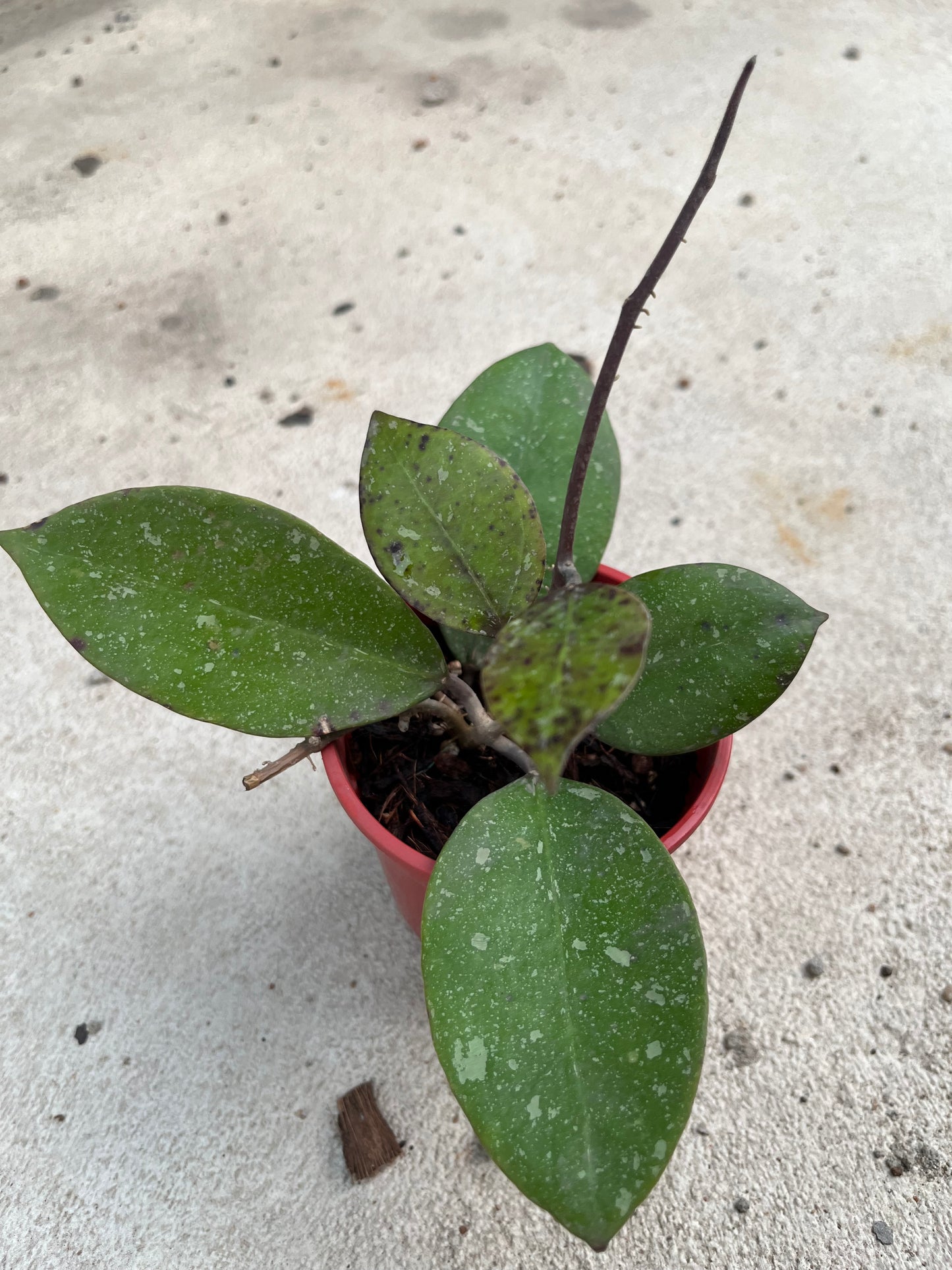 Hoya A H 053