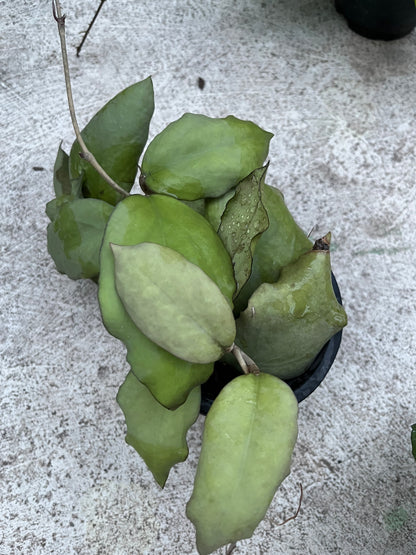 Hoya  Ah Seed 002