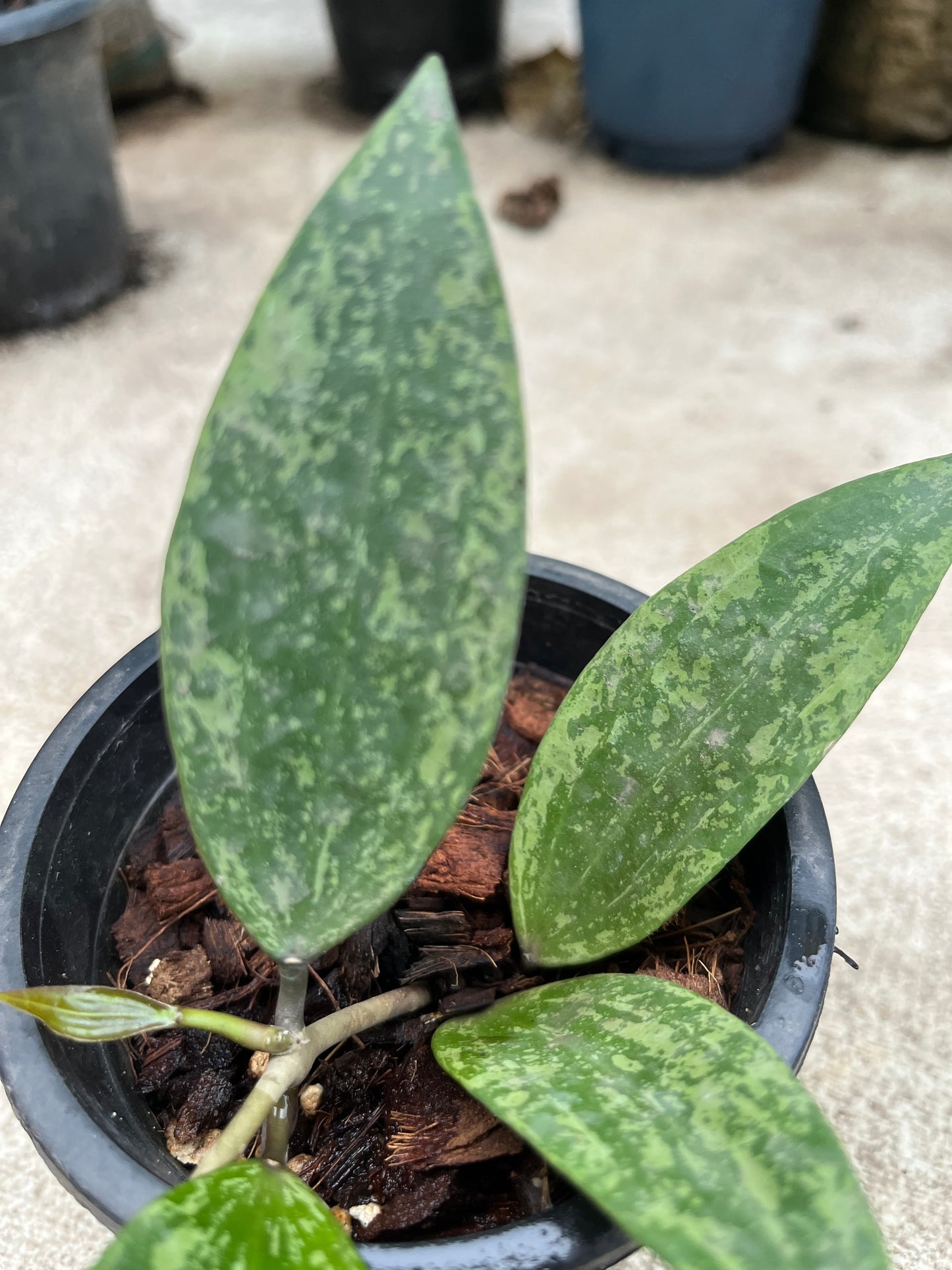 Hoya Rangsan Splash
