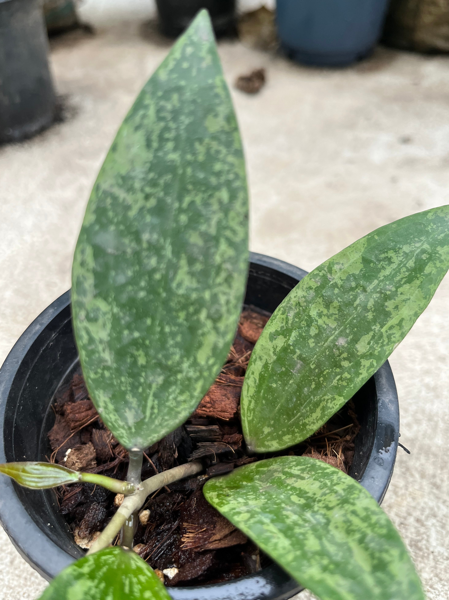 Hoya Rangsan Splash