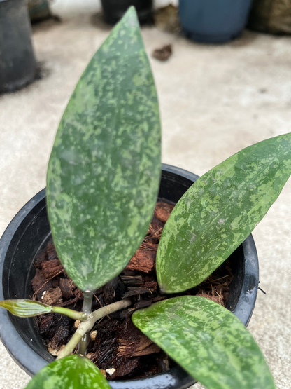 Hoya Rangsan Splash