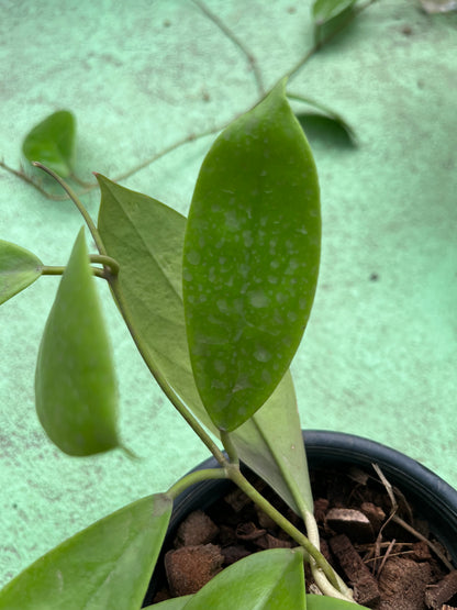 Hoya Elmeri