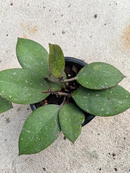 Hoya A H 053