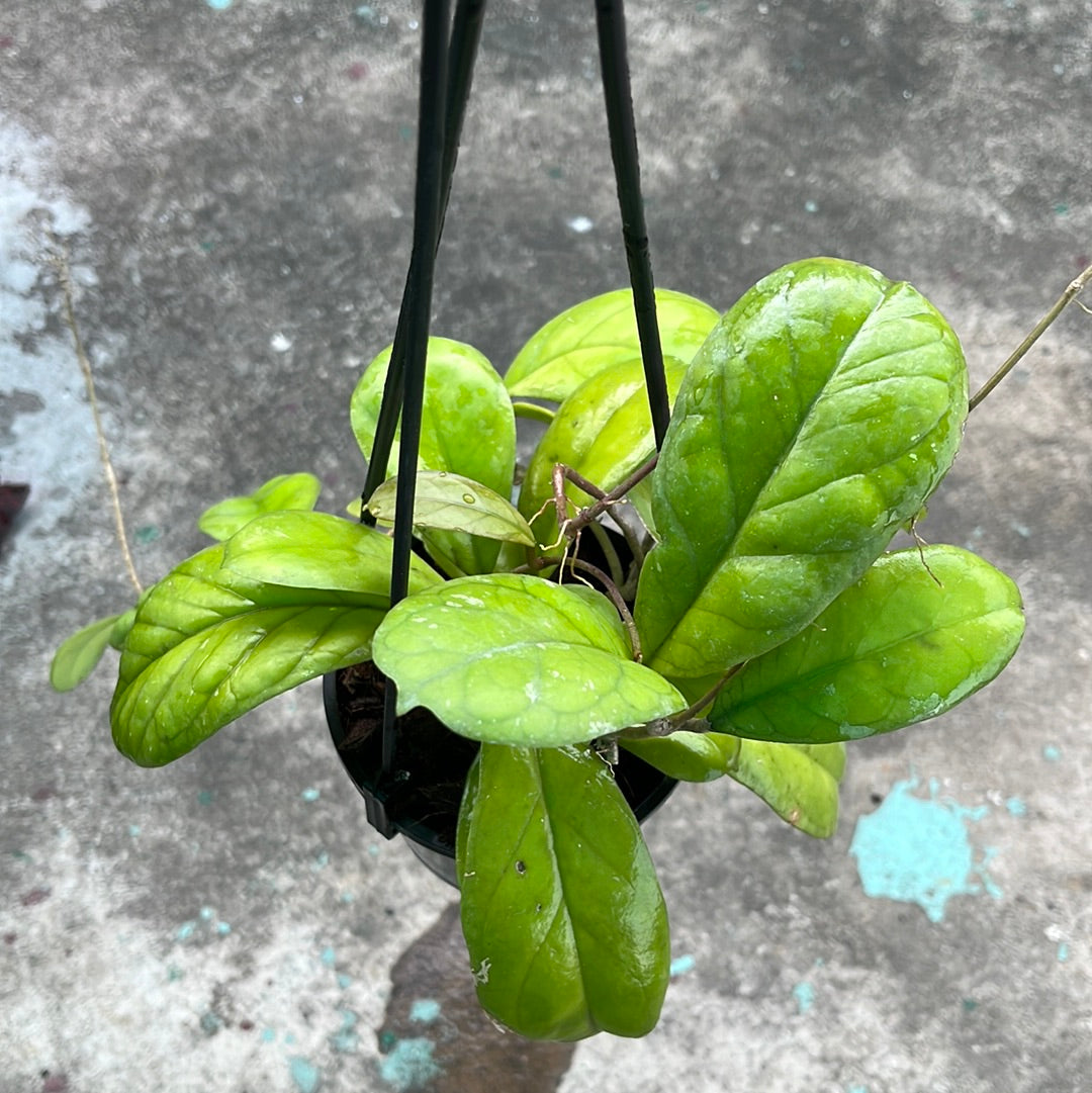 Hoya Viola