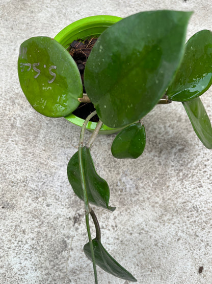 Hoya Sweet Scent