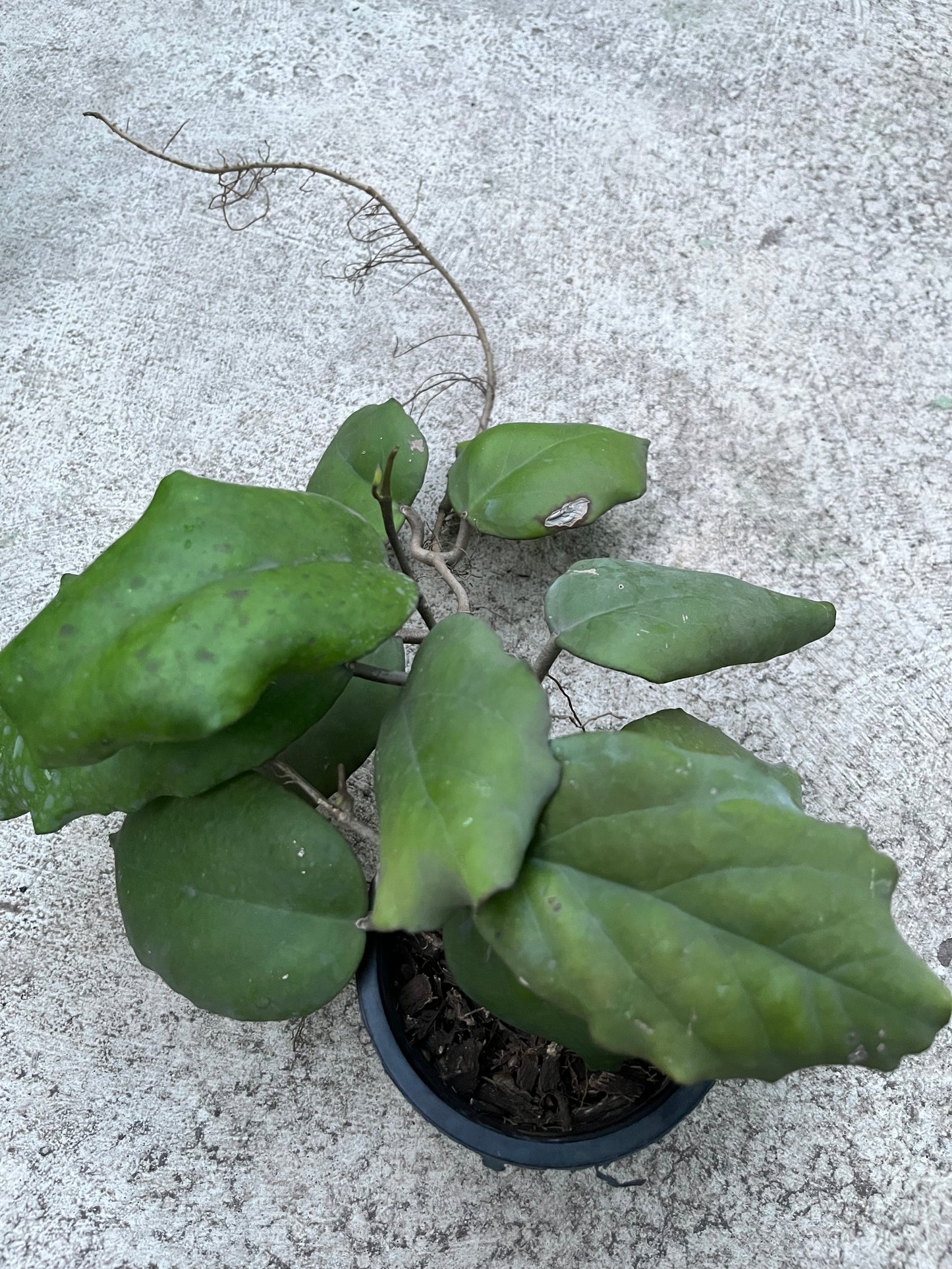 Hoya  Ah Seed 002