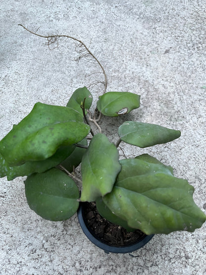 Hoya  Ah Seed 002