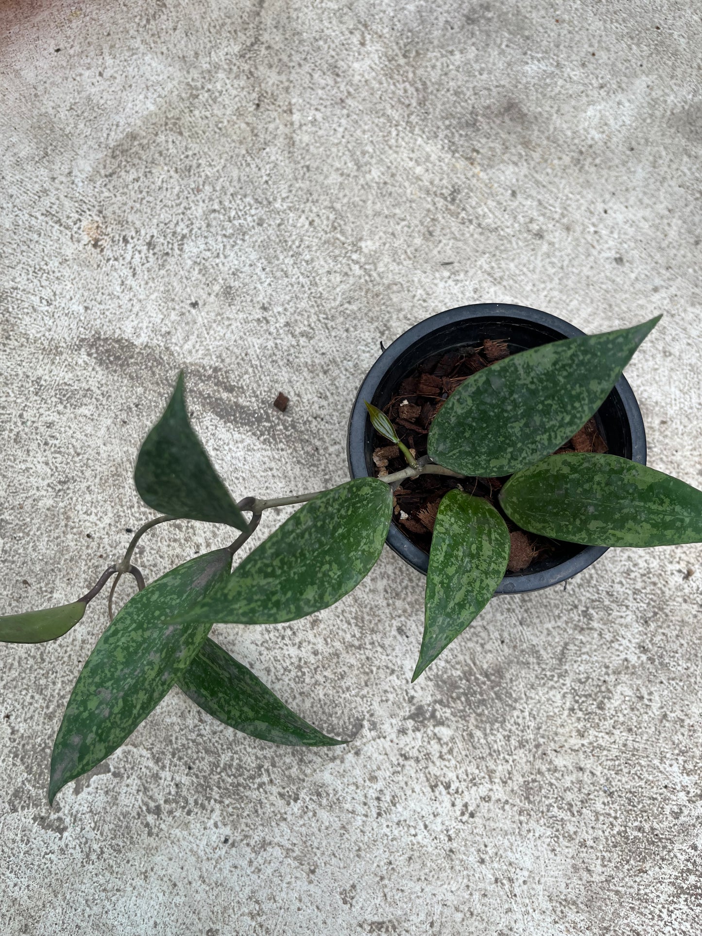 Hoya Rangsan Splash