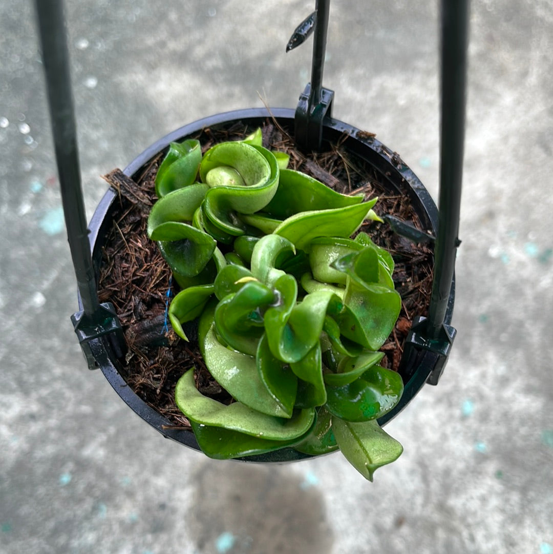 Hoya Compacta aka Hindu Rope