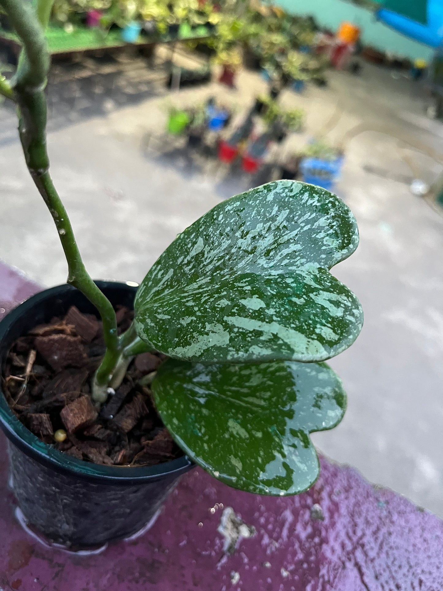 Hoya Kerrii Splash