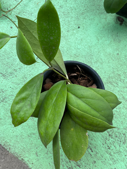 Hoya Elmeri