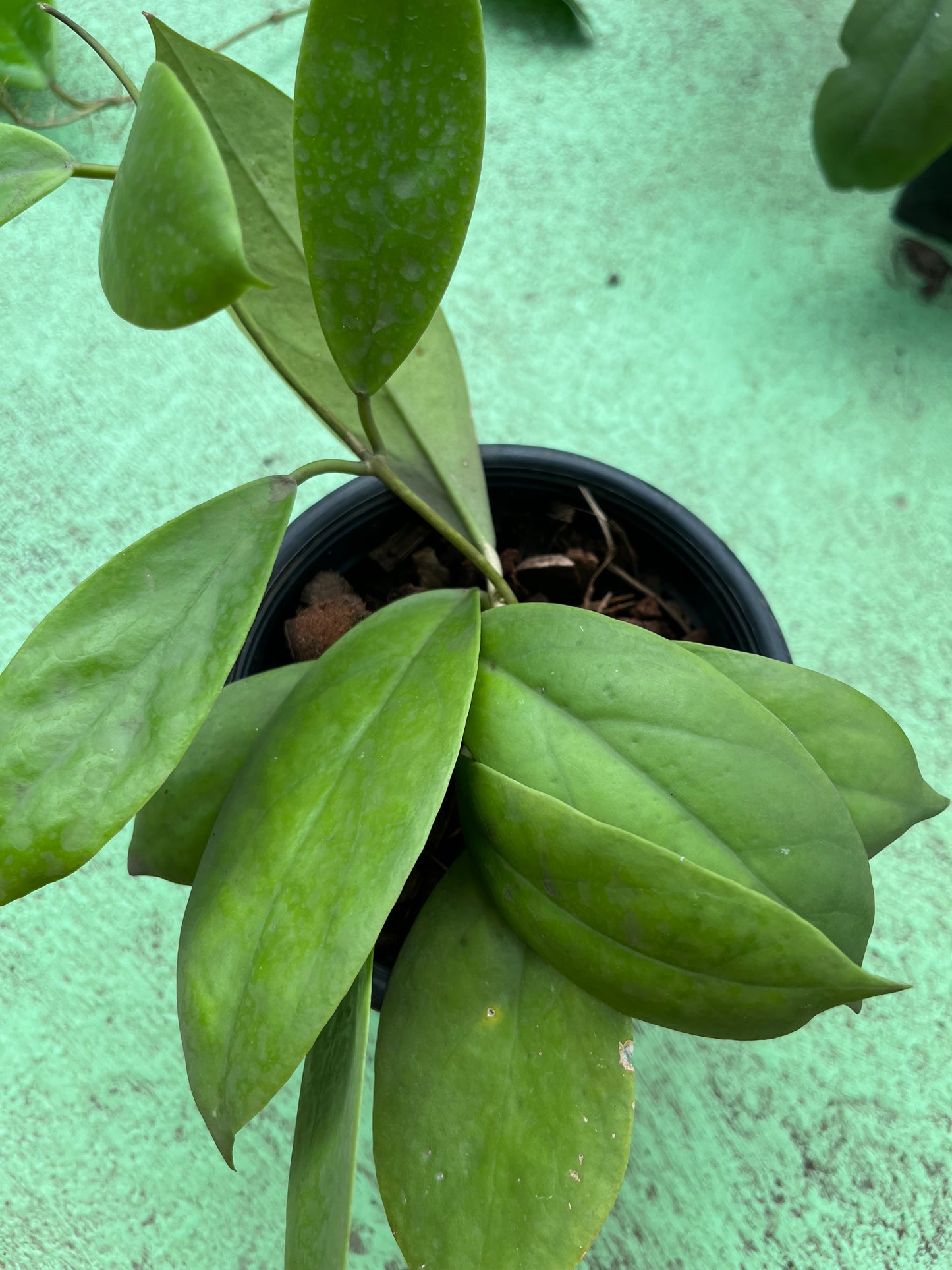 Hoya Elmeri