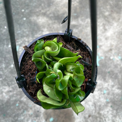 Hoya Compacta aka Hindu Rope