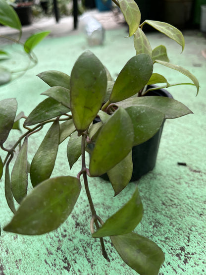 Hoya lacunosa , a charming plant known for its sweetly scented, star- shaped blossoms and lush foliage. Hoya lacunosa adds a touch of elegance and fragrance to any space.