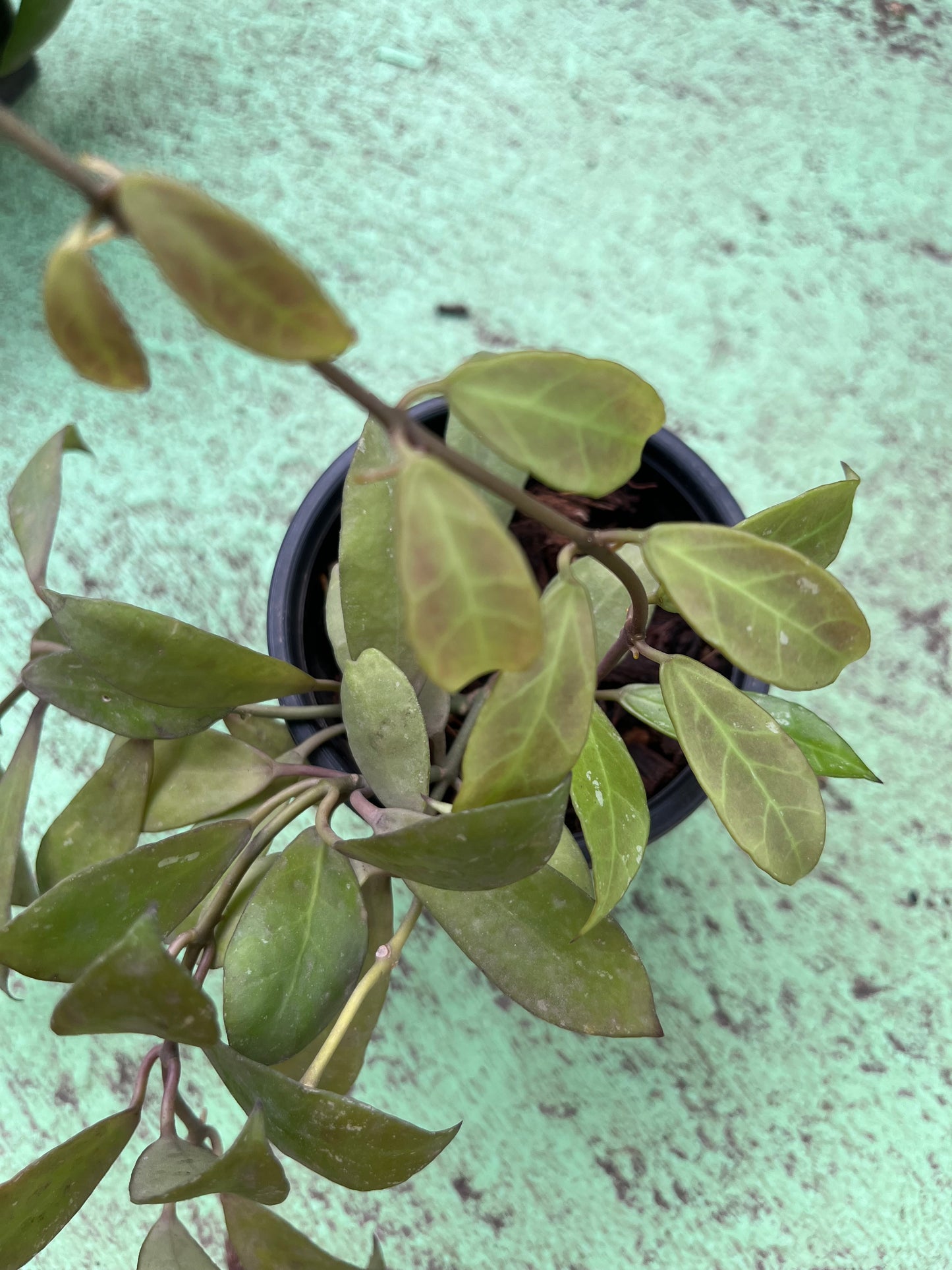 Hoya lacunosa , a charming plant known for its sweetly scented, star- shaped blossoms and lush foliage. Hoya lacunosa adds a touch of elegance and fragrance to any space.