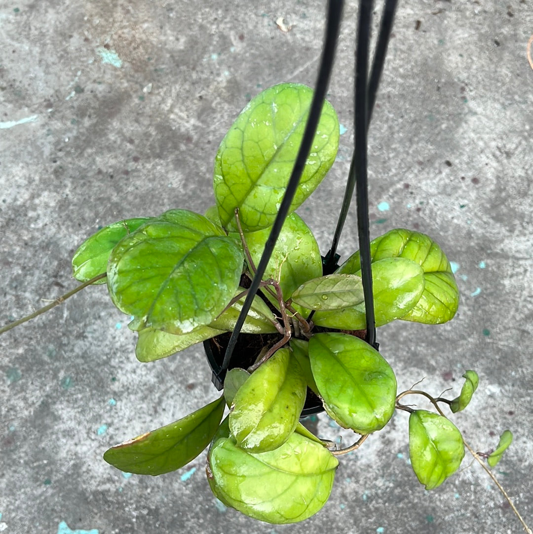 Hoya Viola