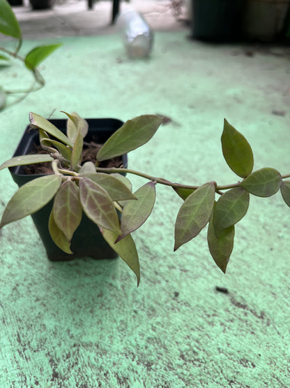 Hoya lacunosa , a charming plant known for its sweetly scented, star- shaped blossoms and lush foliage. Hoya lacunosa adds a touch of elegance and fragrance to any space.